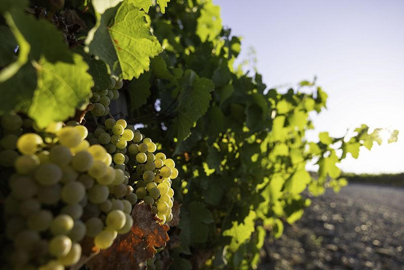 Винные дороги | Исторический энотур в Мысхако