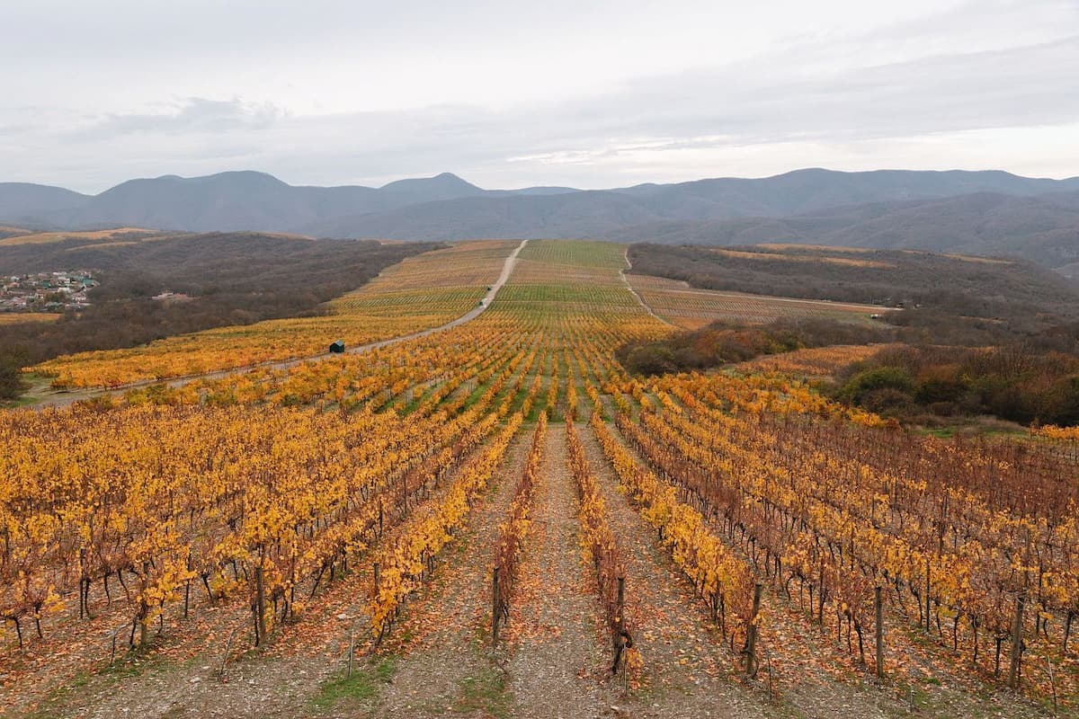 Курорт «Абрау-Дюрсо» занял 2 место на Russian Traveler Awards 2025 в номинации «Винный туризм»