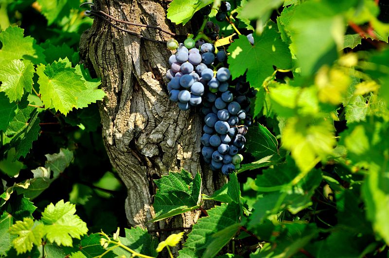 «Все грани Ведерниковъ» — Путешествие с бокалом